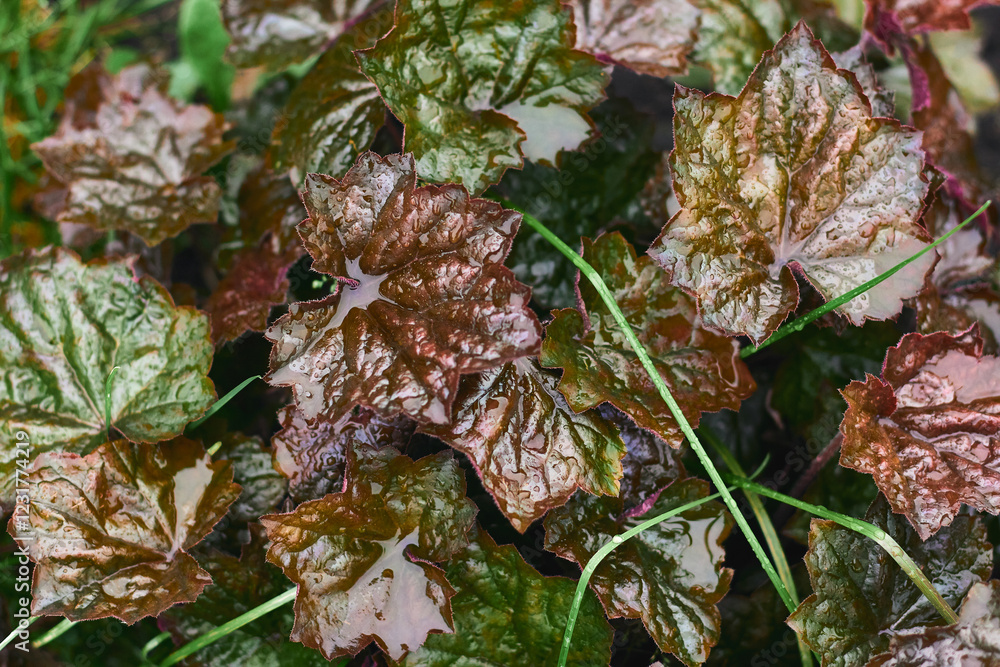 Close-up view of glossy heuchera leaves displaying rich colors in a garden setting during a cloudy day Close-up view of glossy heuchera leaves displaying rich colors in a garden setting during a cloudy day