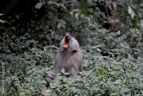 Babouin de Tanzanie visible au Serengeti, à Arusha, et Tarangire photo