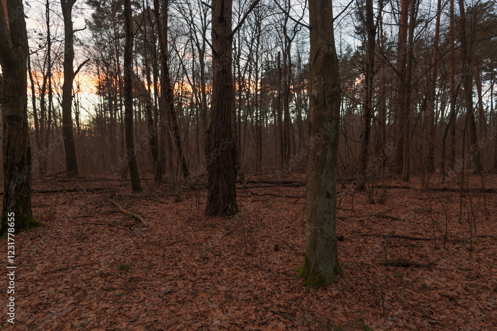 Sunset in the winter forest Sunset in the winter forest