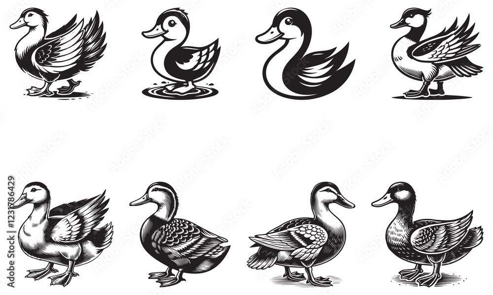 black and white duck black and white duck
