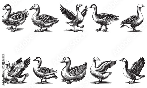 set of geese
