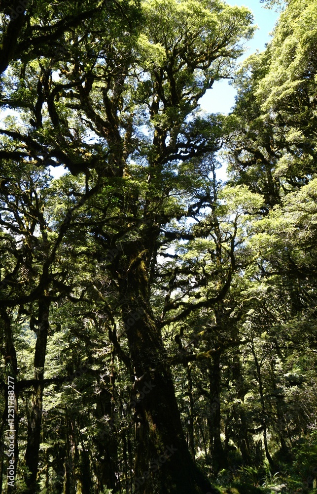 Fototapeta premium trees in the forest