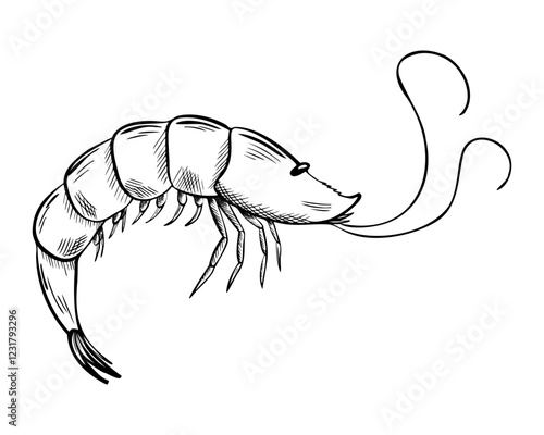 Vector Shrimp Silhouette. Sketch of seafood. Hand Drawn Symbol. Monochrome illustration for icon, menu, package. Marine crustacean animal Engraving art