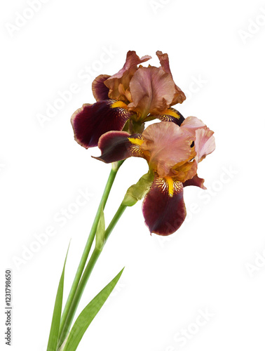Two brown iris flowers isol...