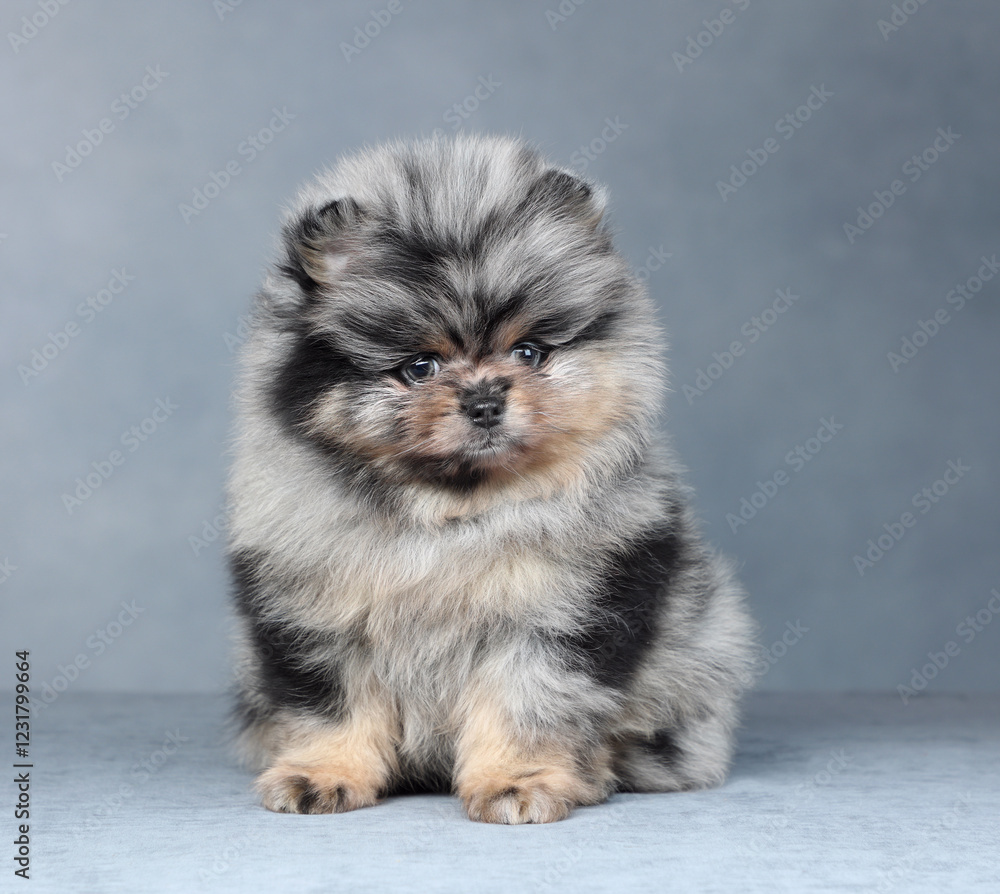 Fototapeta premium Cute little pomeranian puppy. Funny fluffy puppy