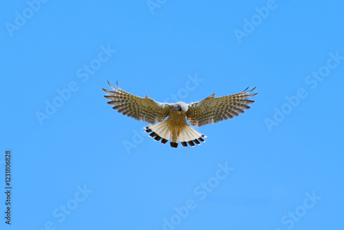 Bild auf Leinwand Adult male common Kestrel (falco tinnunculus) hunting for his prey