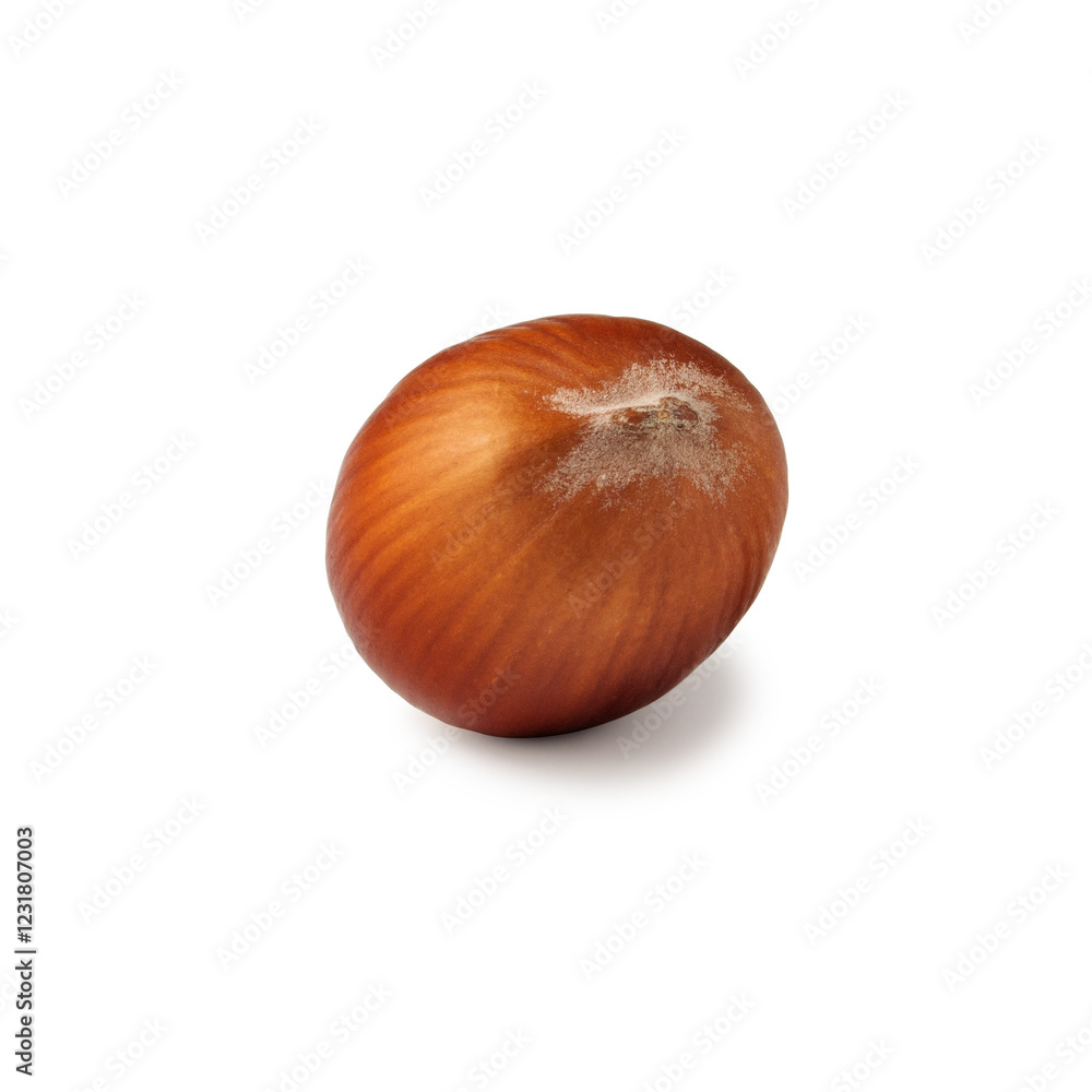 A single hazelnut sits on a pristine white background, highlighting its smooth, warm brown shell. The simplicity of the composition emphasizes the natural beauty and texture of the nut. A single hazelnut sits on a pristine white background, highlighting its smooth, warm brown shell. The simplicity of the composition emphasizes the natural beauty and texture of the nut.