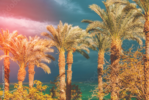 Obraz na płótnie Row of tropical palm trees against the dramatic sunset sky. Dead Sea shore. Silhouette of tall palm trees. Tropical evening landscape. Beautiful tropical nature w salonie