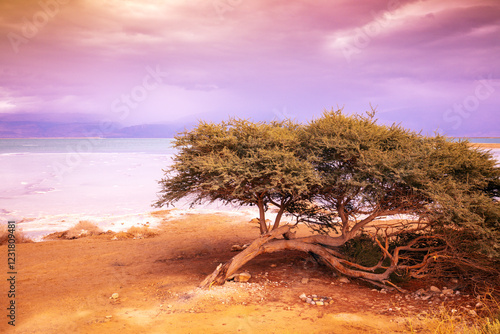 Obraz na płótnie Seascape with a tree during sunrise. Wilderness of the Dead Sea. Desert near Dead Sea shore at sunrise. Israel w salonie