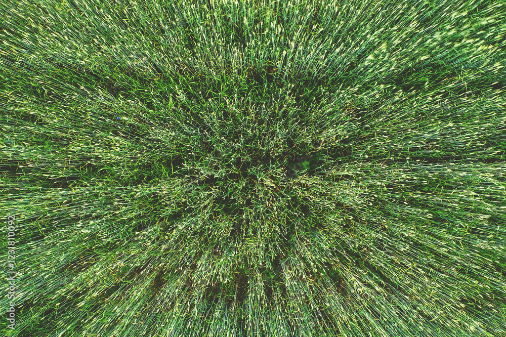 Top view of the wheat field. Nature background. View from drone