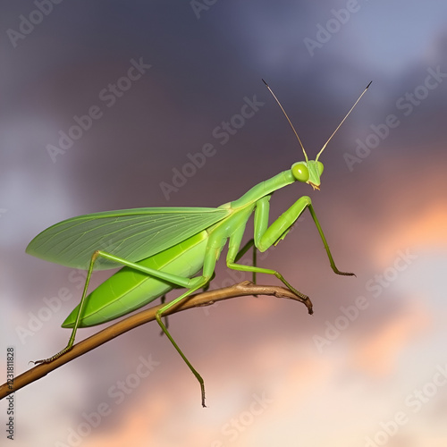 Animal insect green religious mantis is a family of arthropods. A flying insect is a green religious mantis. Canibalism in animals. Beetle insect outline. Cloudy evening sky. Nature. Background. photo