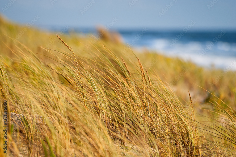 Słoneczne wakacje w Mimizan-Plage, Aquitaine (France)