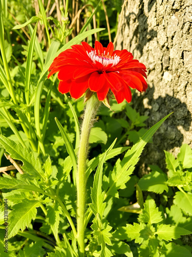 Scholle - ganz photo