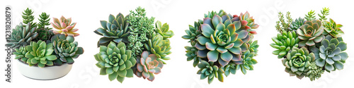 Assortment of Vibrant Succulent Plants in Various Pots and Compositions for Interior Decor  Collection of Diverse Succulent Varieties Showcased in Minimalist