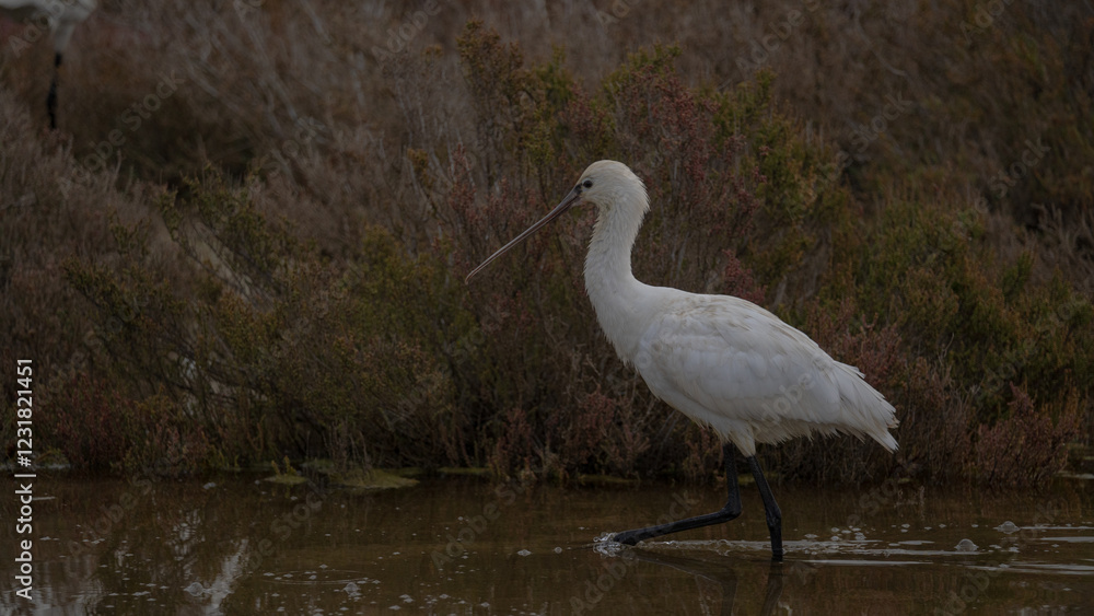 Platalea leucorodia, commonly known as the eurasian spoonbill, wading in shallow water Platalea leucorodia, commonly known as the eurasian spoonbill, wading in shallow water