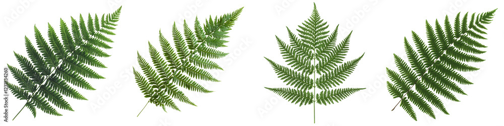 Lush green fern leaves in elegant natural botanical background Tropical forest foliage with vibrant fresh fronds in various sizes shapes and patterns Organic nature ecology and environment concept Lush green fern leaves in elegant natural botanical background Tropical forest foliage with vibrant fresh fronds in various sizes shapes and patterns Organic nature ecology and environment concept