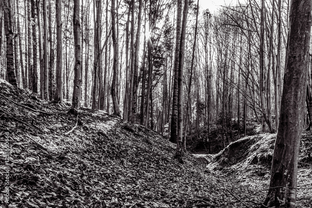 Fototapeta premium Landscapes - Forest - Europe, Romania, Suceava region