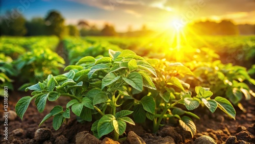 Healthy potato plants growing in a lush green field with vibrant foliage and sunlight filtering through the leaves photo