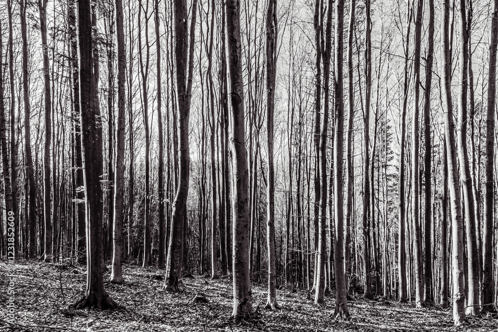 Fototapeta premium Landscapes - Forest - Europe, Romania, Suceava region 