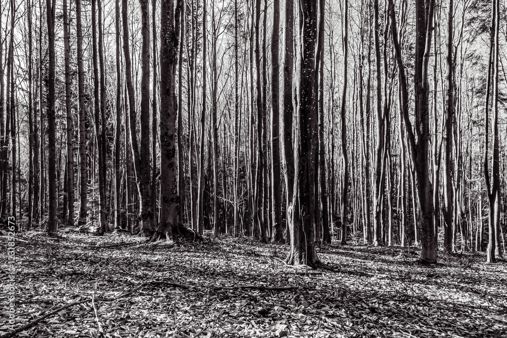 Fototapeta premium Landscapes - Forest - Europe, Romania, Suceava region 