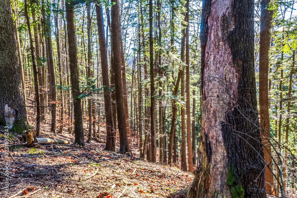 Fototapeta premium Landscapes - Forest - Europe, Romania, Suceava region 