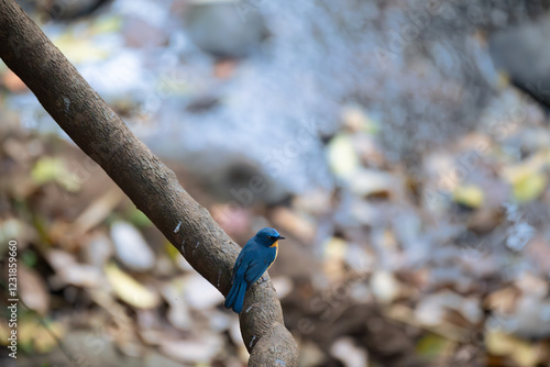 The vibrant blue, small Tickells blue flycatcher bird perched on a thin branch, its bright plumage contrasting with the lush green foliage. The background is a soft blur of green and yellow hues. photo