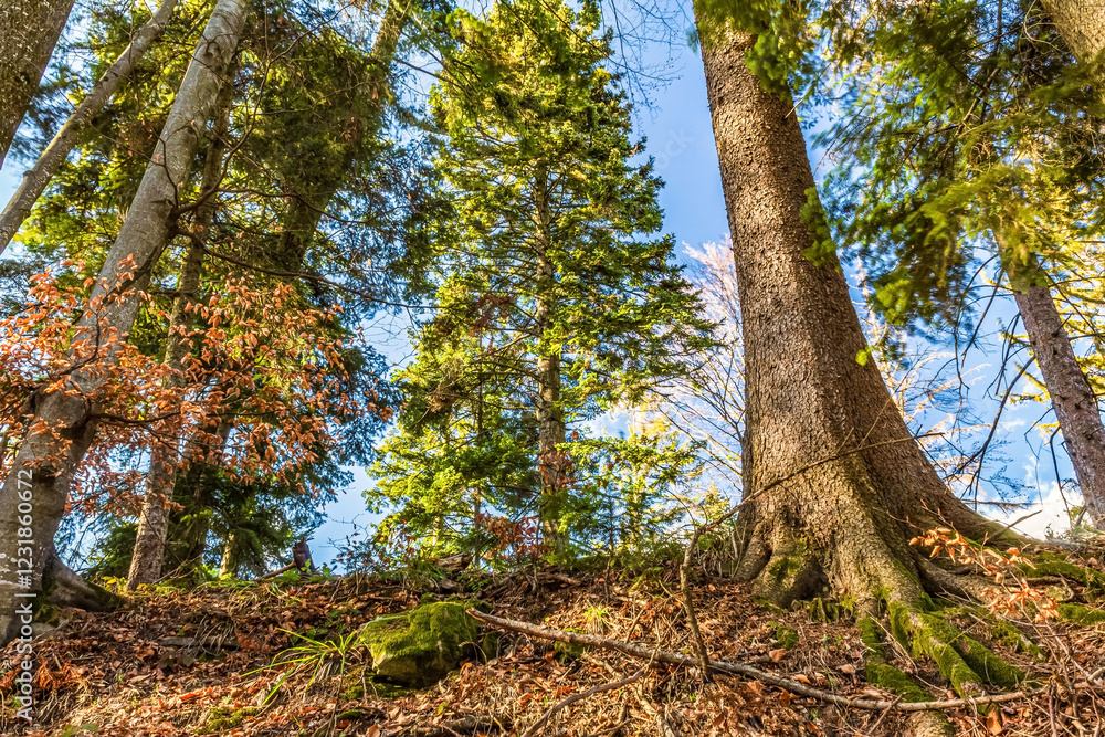 Fototapeta premium Landscapes - Forest - Europe, Romania, Suceava region