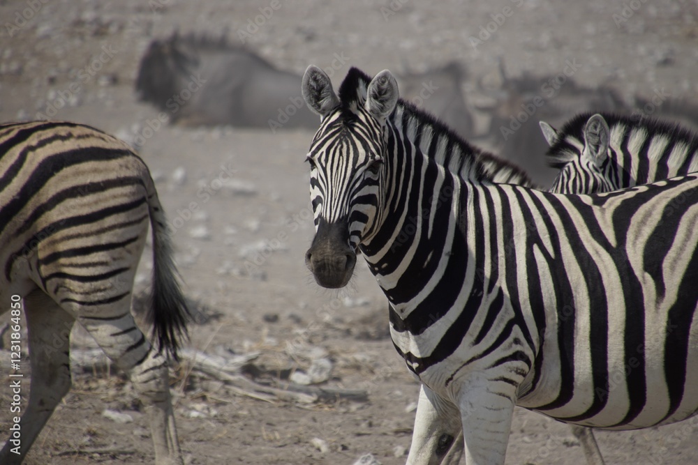 Close-up of zebras in their natural habitat Close-up of zebras in their natural habitat