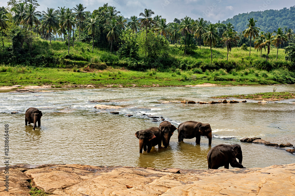 The pinnawala elephant orphanage in Sri Lanka The pinnawala elephant orphanage in Sri Lanka