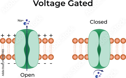 Voltage Gated Ion Channel Design Vector Illustration