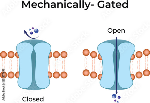 Mechanically Gated Ion Channel Design Vector Illustration
