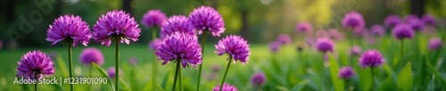 Large purple Allium blooms in a garden bed with lush green leaves and stems, spring, large blooms