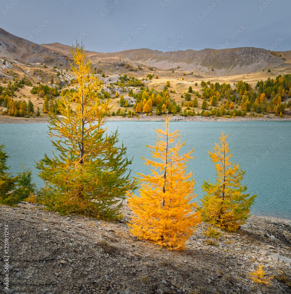 Φωτογραφία Mélèzes aux couleurs d'automne, Parc du Mercantour, France