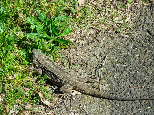 Large Australian water dragon lizard resting at edge of grass and dirt path in Newcastle, New South Wales. Reptile's detailed scales and long tail are clearly visible against natural outdoor setting photo