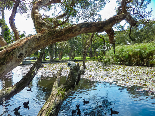 Tranquil lake scene in Newcastle, Australia, featuring gnarled paperbark trees leaning over calm waters. Native waterbirds swim among scattered lily pads while a serene parkland setting