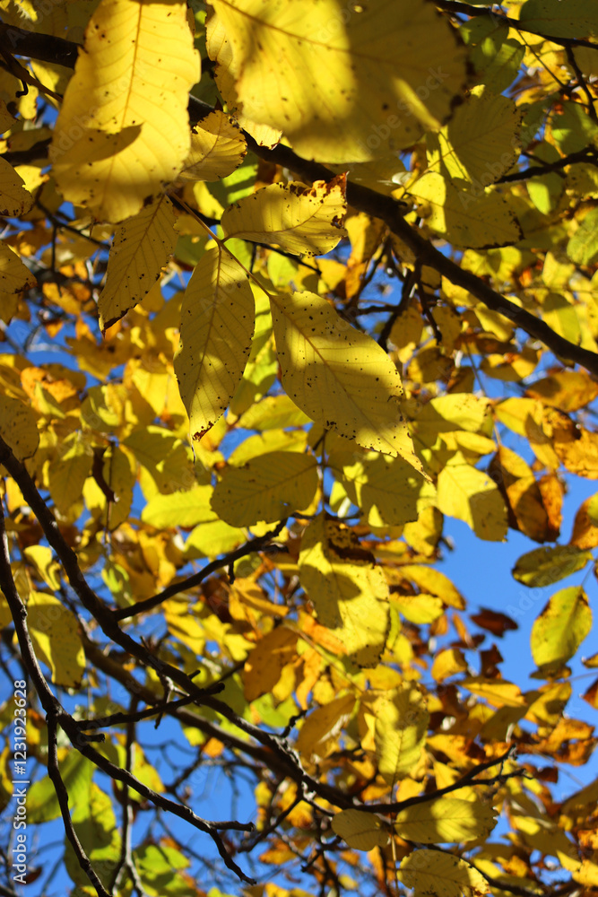 Walnut tree with bright yellow leaves on autumn season. Juglans regia tree agaisnt blue sky Walnut tree with bright yellow leaves on autumn season. Juglans regia tree agaisnt blue sky