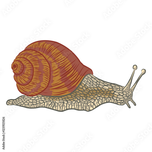 Burgundy snail. Element for design of French cuisine menu, scrapbooking. Vector illustration