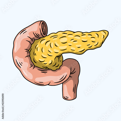 Illustration of the anatomy of a healthy human pancreas
