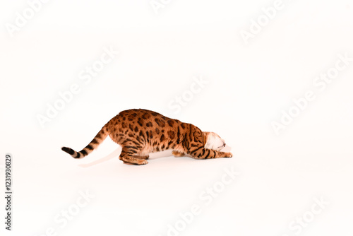 Crazy bengal adult cat plays on white background, portrait of playful cat photo