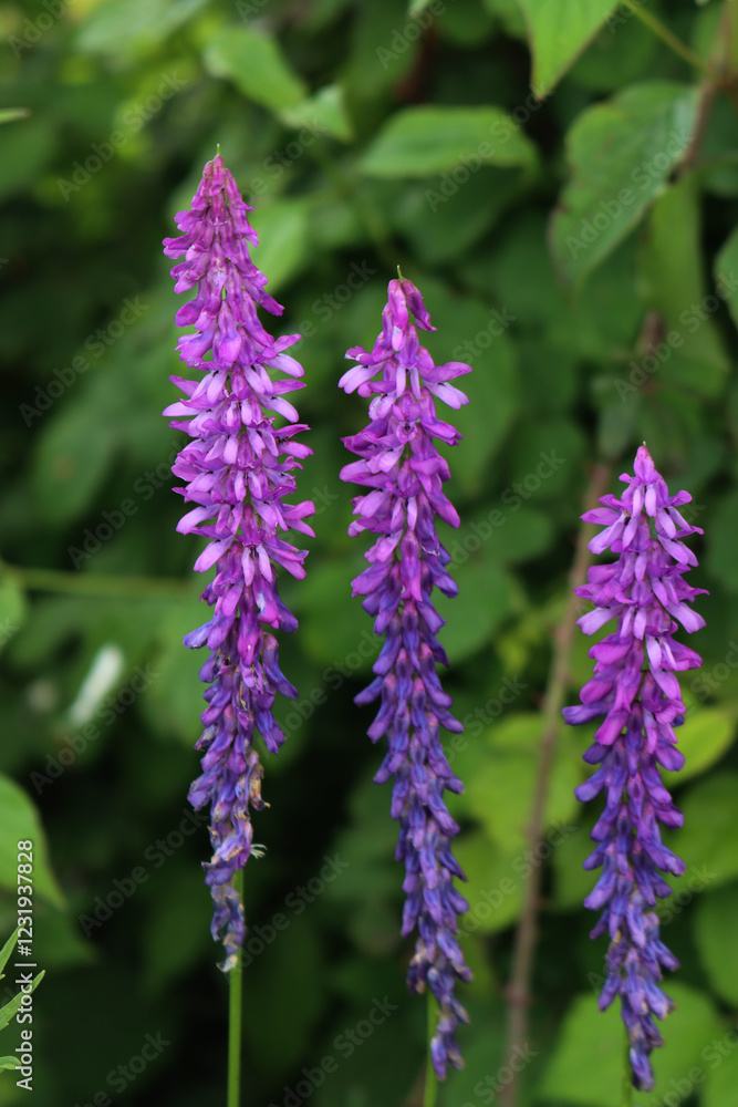 Purple flowers of Vetch in the meadow in Italy on springtime season. Vicia cracca Purple flowers of Vetch in the meadow in Italy on springtime season. Vicia cracca