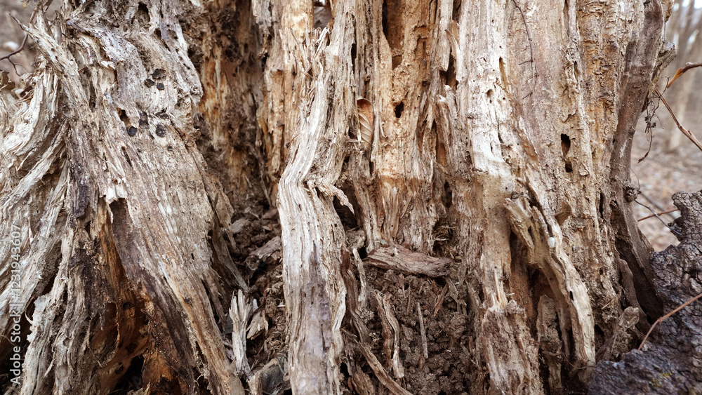 Weathered and Gnarled Ancient Tree Roots with Rough Texture Weathered and Gnarled Ancient Tree Roots with Rough Texture
