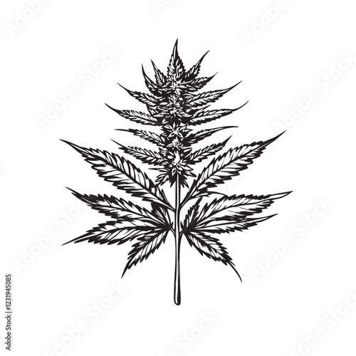 Vector of cannabis plant botanical illustration in black and white woodcut style, detailed leaf and bud structure.