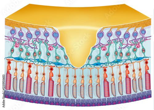 Schematic illustration of a segment of the retina, showing the light-sensitive photoreceptor cells.