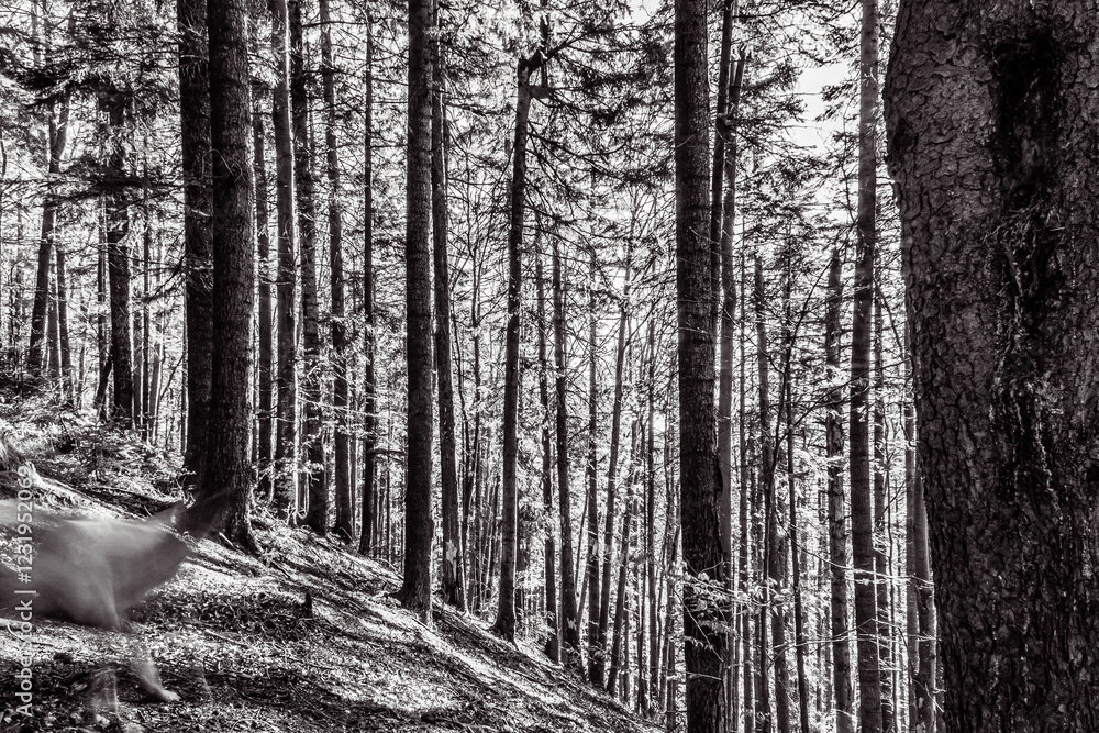 Fototapeta premium Landscapes - Forest - Europe, Romania, Suceava region
