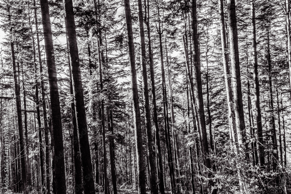 Fototapeta premium Landscapes - Forest - Europe, Romania, Suceava region
