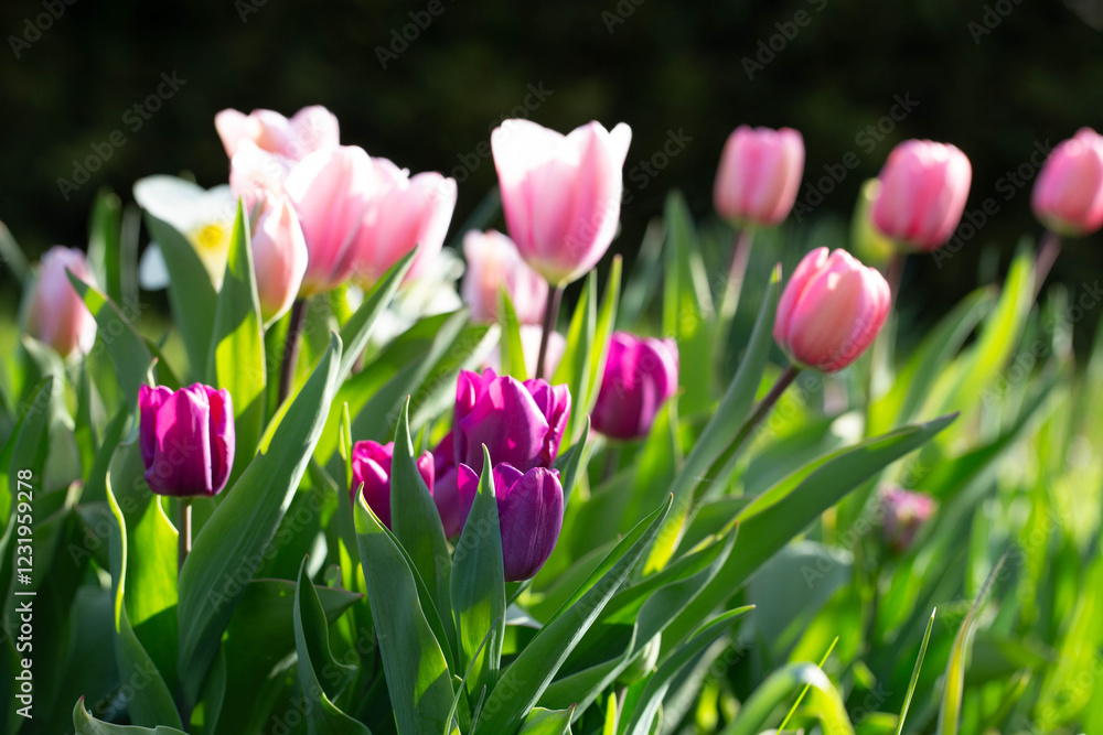 Elegant tulips in shades of pink and purple stand tall in the heart of a spring garden. This harmonious scene of tulips and greenery showcases the beauty of a well-designed spring garden Elegant tulips in shades of pink and purple stand tall in the heart of a spring garden. This harmonious scene of tulips and greenery showcases the beauty of a well-designed spring garden
