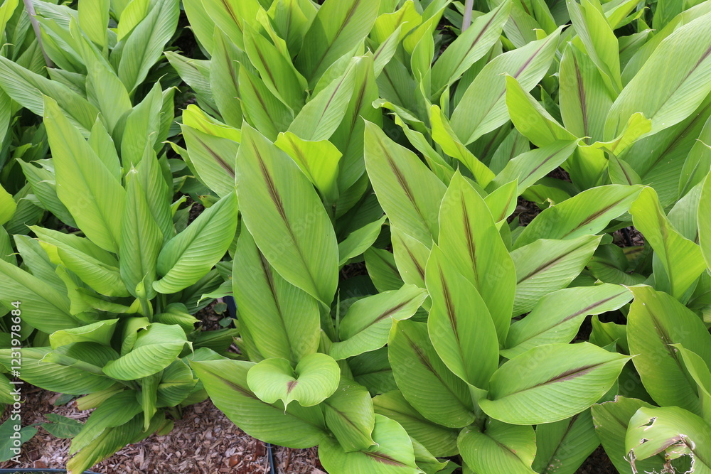 Obraz premium Plantio de Curcuma zedoaria 