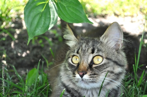 A gray cat with large yellow eyes sits in the leaves on the lawn in the yard. Fur, cat portrait, face, muzzle, nose
 photo