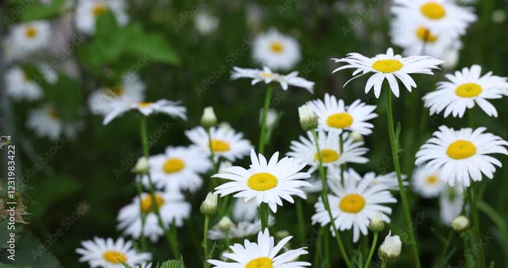 White daisies gently swaying in green field White daisies gently swaying in green field