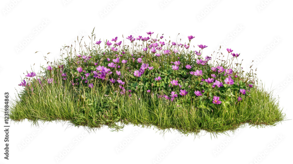 Blooming purple flowers growing in green grass with transparent background